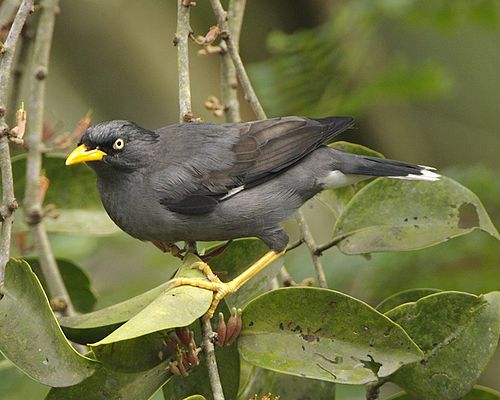 Javan myna